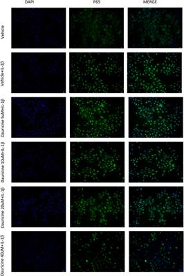 Corrigendum: Dauricine attenuates vascular endothelial inflammation through inhibiting NF-κB pathway